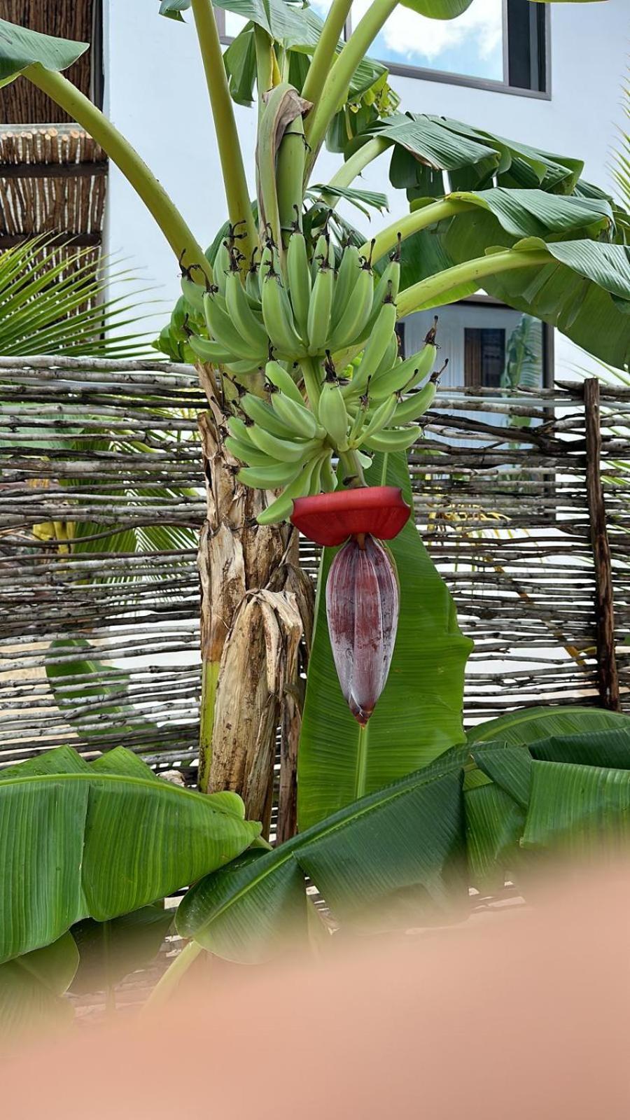 Maracuja Villa Zanzibar บูจู ภายนอก รูปภาพ